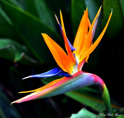 bird of paradise, Fairmont Orchid, Pauoa Bay, Hawaii