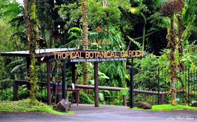 Hawaii Tropical Botanical Garden,  Hawaii