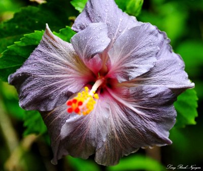 grey hibiscus, Hawai'i Tropical Bontanical Garden, Hawaii