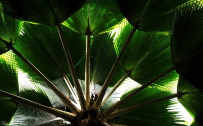 Alexander palm, Hawaii Tropical Botanical Garden, Hawaii