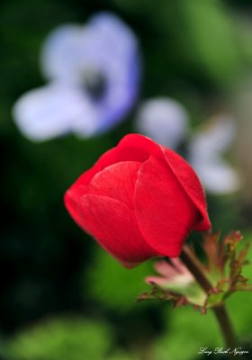 red tulip