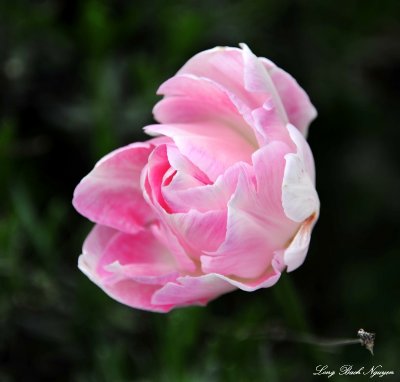 pink tulip