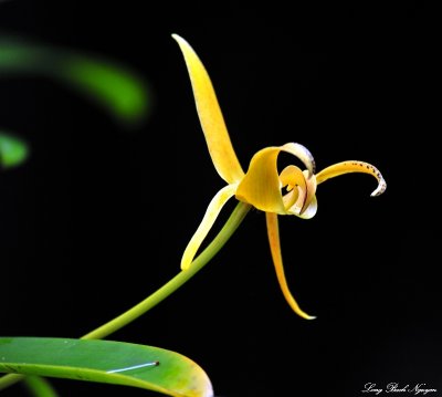 Yellow Orchid, Hawaii Tropical Botanical Garden, Hawaii