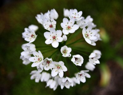 sphere of flower