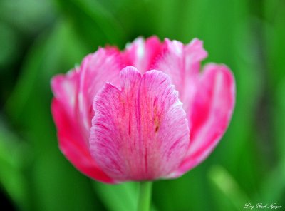 pink tulip