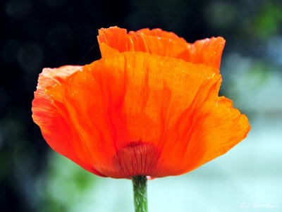 Orange Poppy