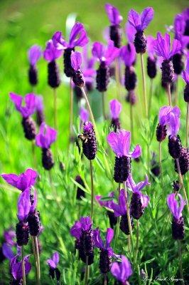 lavender, West Seattle