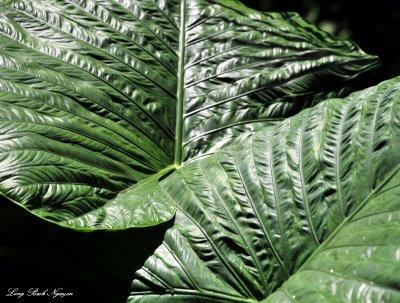 Big Green Leaves, Hawaii Tropical Botanical Garden, Hawaii