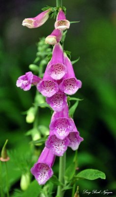 Foxgloves