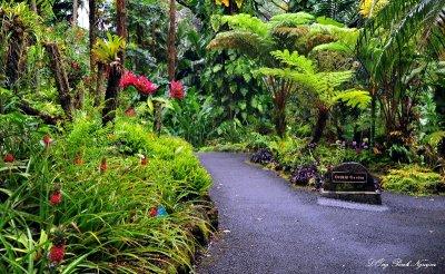 Orchid Garden, Hawaii Tropical Botanical Garden, Hawaii
