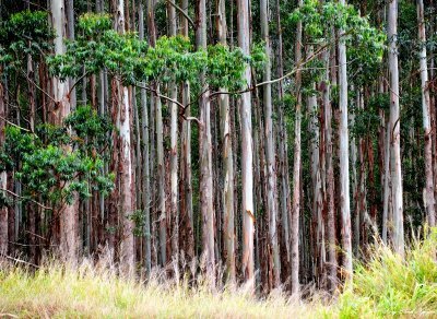 Eucalyptus trees, Big Island,  Hawaii