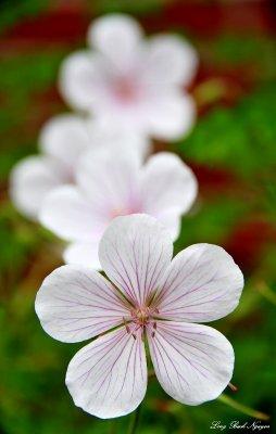 Geranium