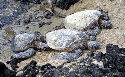 turtles, Anaehoomalu Beach, Waikoloa, Big Island, Hawaii