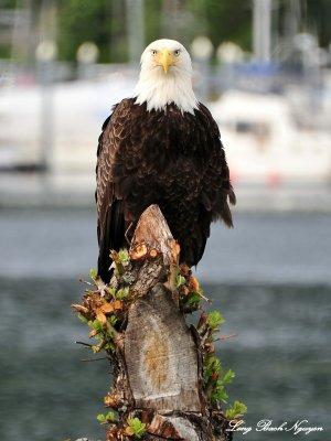 Bald Eagle, Sitka, Southeast Alaska