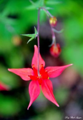  columbine flower, Sitka, Alaska