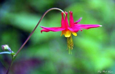 yellow and red native Columbine, Sitka, Alaska