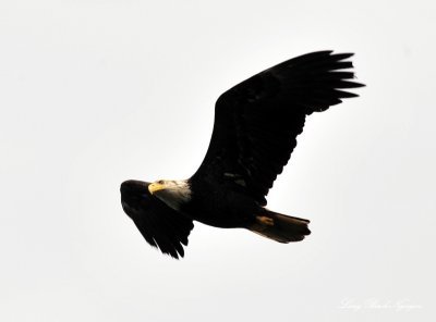 Eagle in flight, Sitka, Alaska