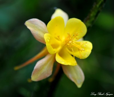 Yellow Columbine Flower