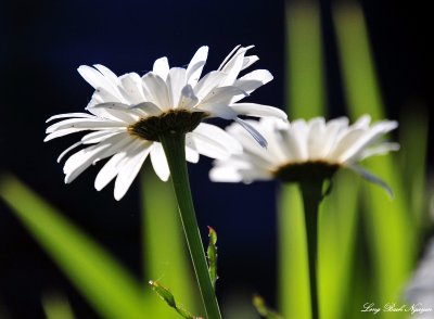 Daisies in morning sun