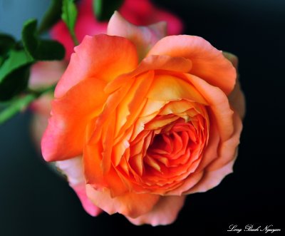 Orange rose