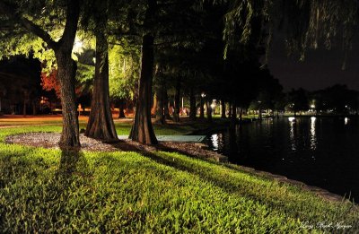Cypress Trees, Lake Eola, Orlando, Florida 