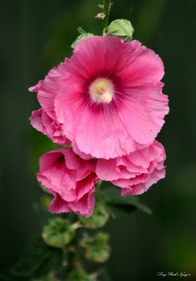 hollyhock