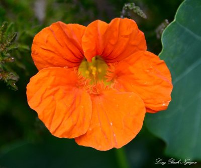 orange flower, west seattle  