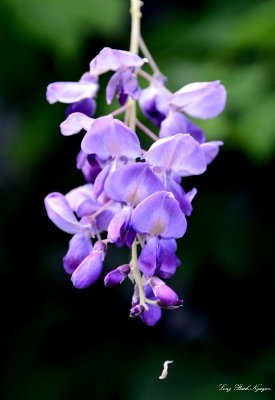 falling from purple flower
