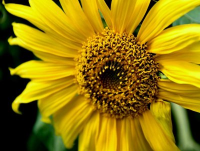 Sunflower, Friday Harbor Airport, Washington 