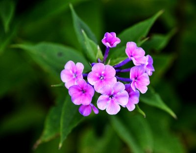 purple flower  