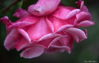 rose petals 