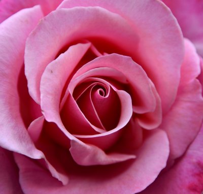 center of pink rose 