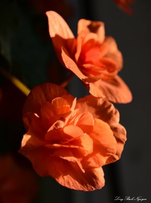 Orange Begonia
