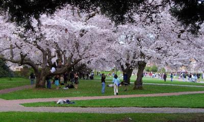 cherry blossoms at UW