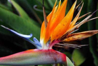 bird of paradise