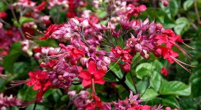 clump of red flowers