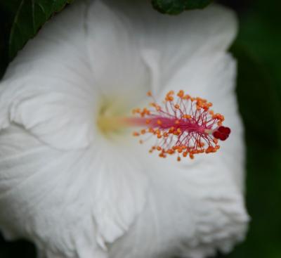 hibiscus and stems