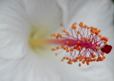 stems hibiscus