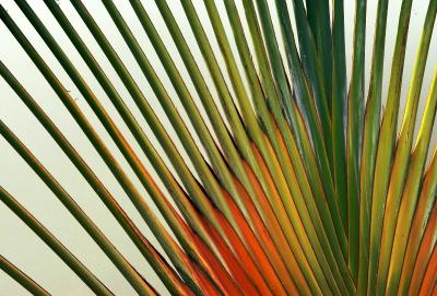 colorful palm