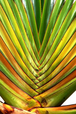 pattern palm