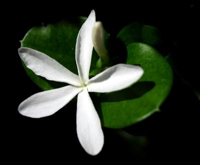 white jasmin flower