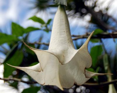 angels trumpet flower