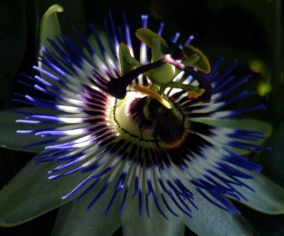 blue and white flower Passion Flower