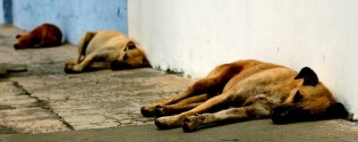 lazy dogs, Antigua, Guatemala
