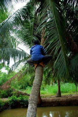 climbing down the coconut tree