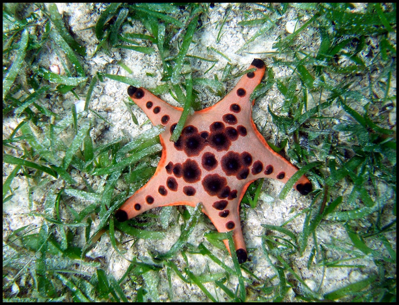 Siquijor star