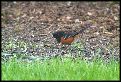 Rufous-sided Towhee