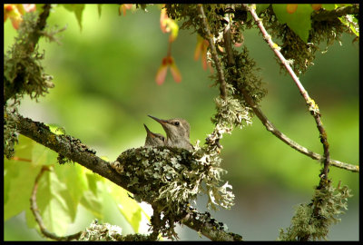 hummer_nest