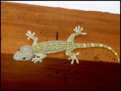 tuko gecko