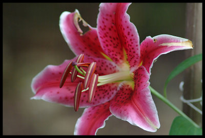 Tiger Lily